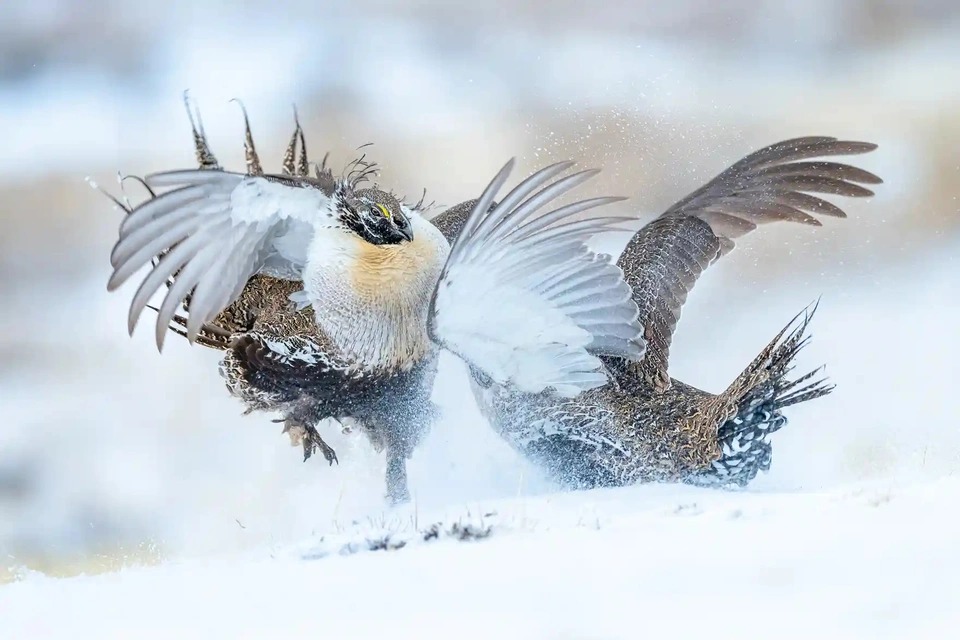 Bức ảnh gà gô bay trên núi tuyết giúp tác giả giành danh hiệu &quot;nhiếp ảnh gia của năm&quot; - Ảnh 6.