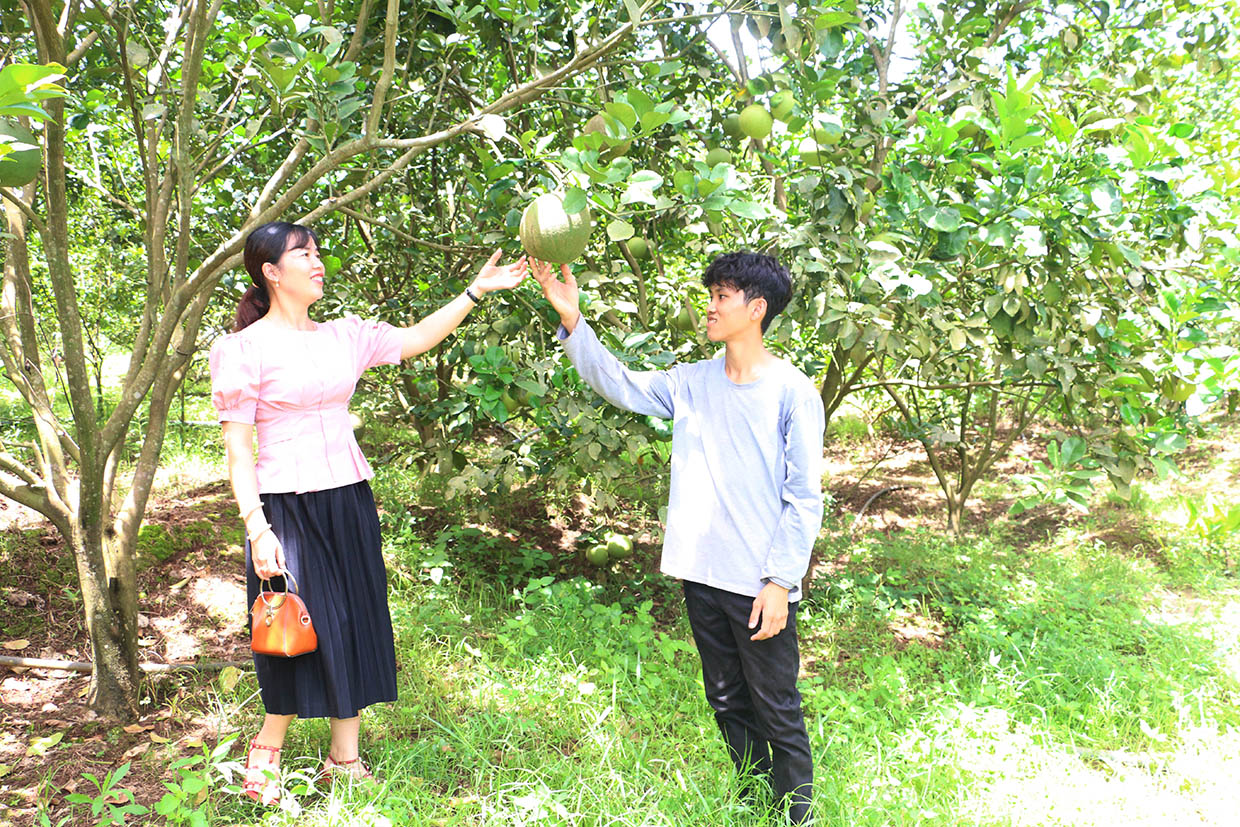 Vùng biên Gia Lai khởi sắc nhờ cây ăn quả - Ảnh 2.