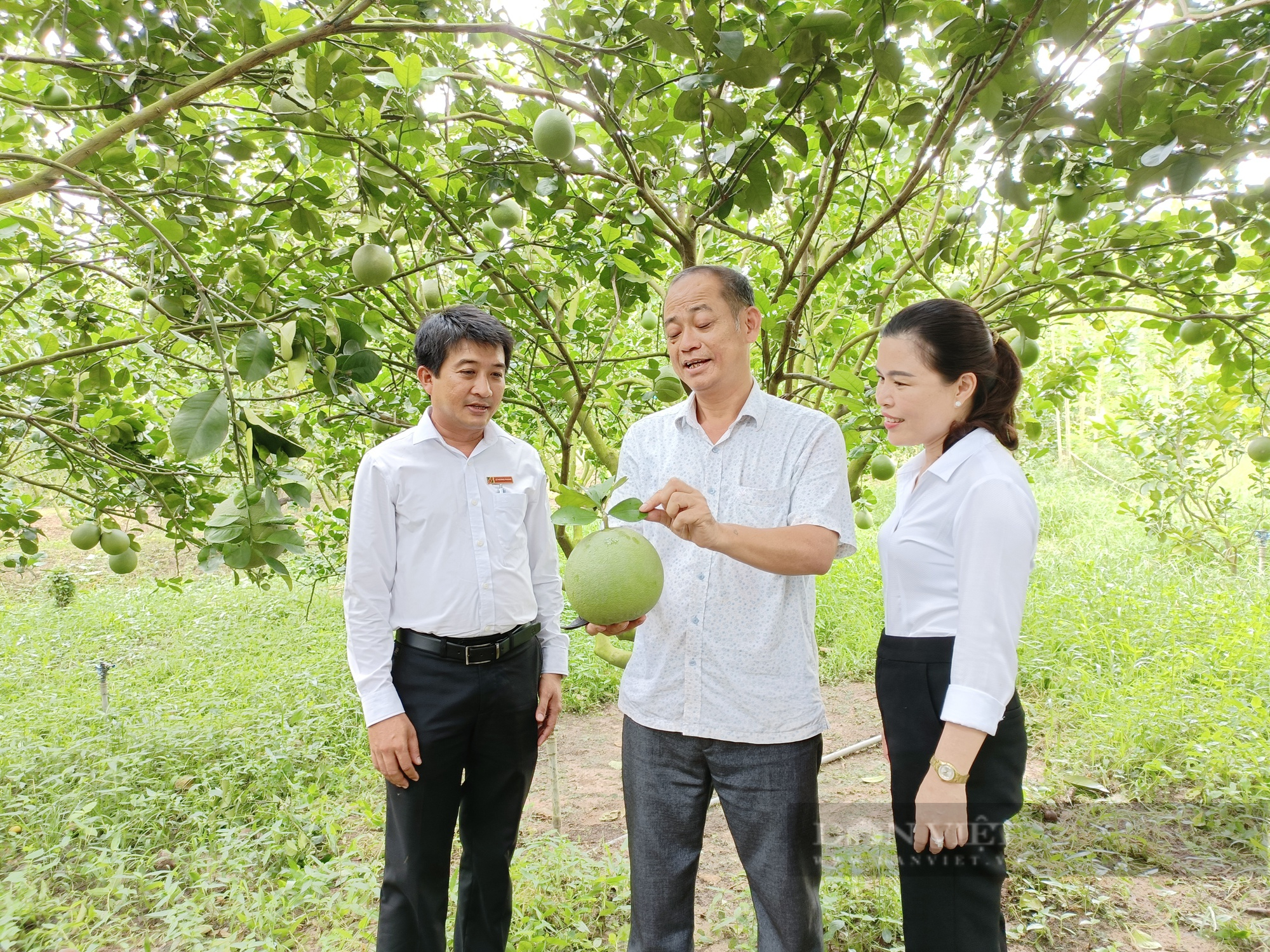 Những người nông dân chuyên nghiệp: Chủ động tìm kiếm thị trường, nông dân thu tiền tỷ từ nuôi gà, trồng bưởi (bài 2) - Ảnh 3.