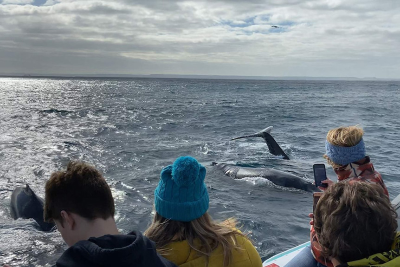 Tai nạn bí hiểm gây sốc, tại điểm quan sát cá voi nổi tiếng của New Zealand - Ảnh 6.