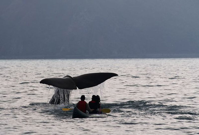 Tai nạn bí hiểm gây sốc, tại điểm quan sát cá voi nổi tiếng của New Zealand - Ảnh 7.