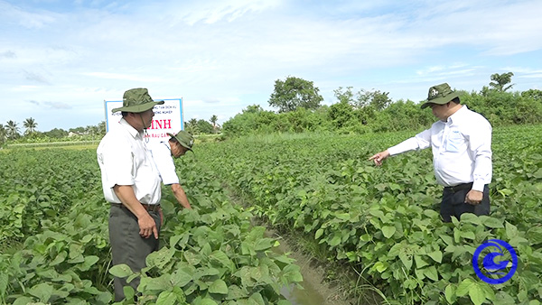 Trồng thứ đậu nành còn xanh lè xanh lét đã cắt bán, cứ 1 công nông dân Tiền Giang lãi 4-4,5 triệu - Ảnh 1.