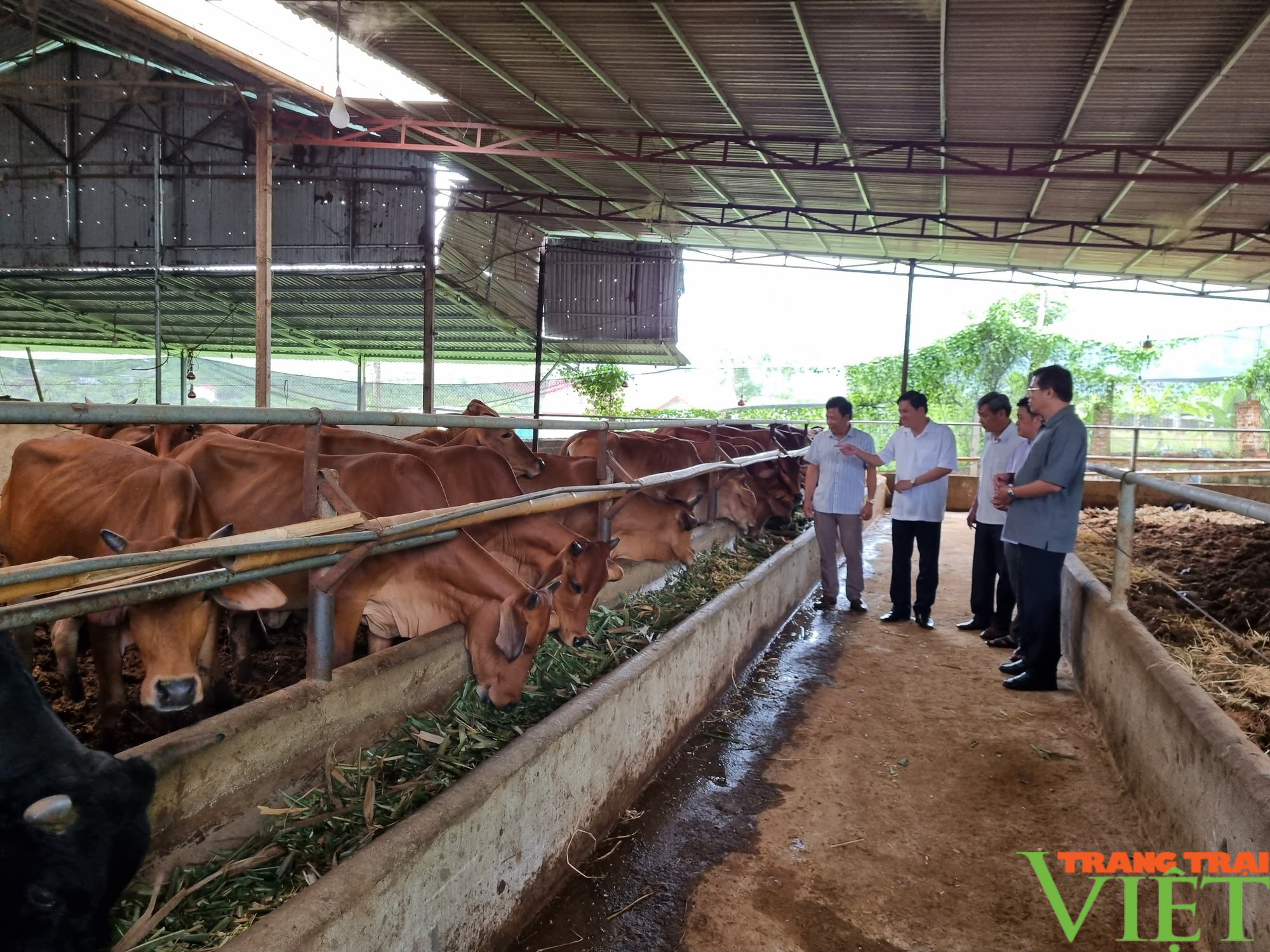 Hiệu quả mô hình nuôi bò sinh sản nhốt chuồng trên đệm lót sinh học ở huyện biên giới Sông Mã - Ảnh 2.