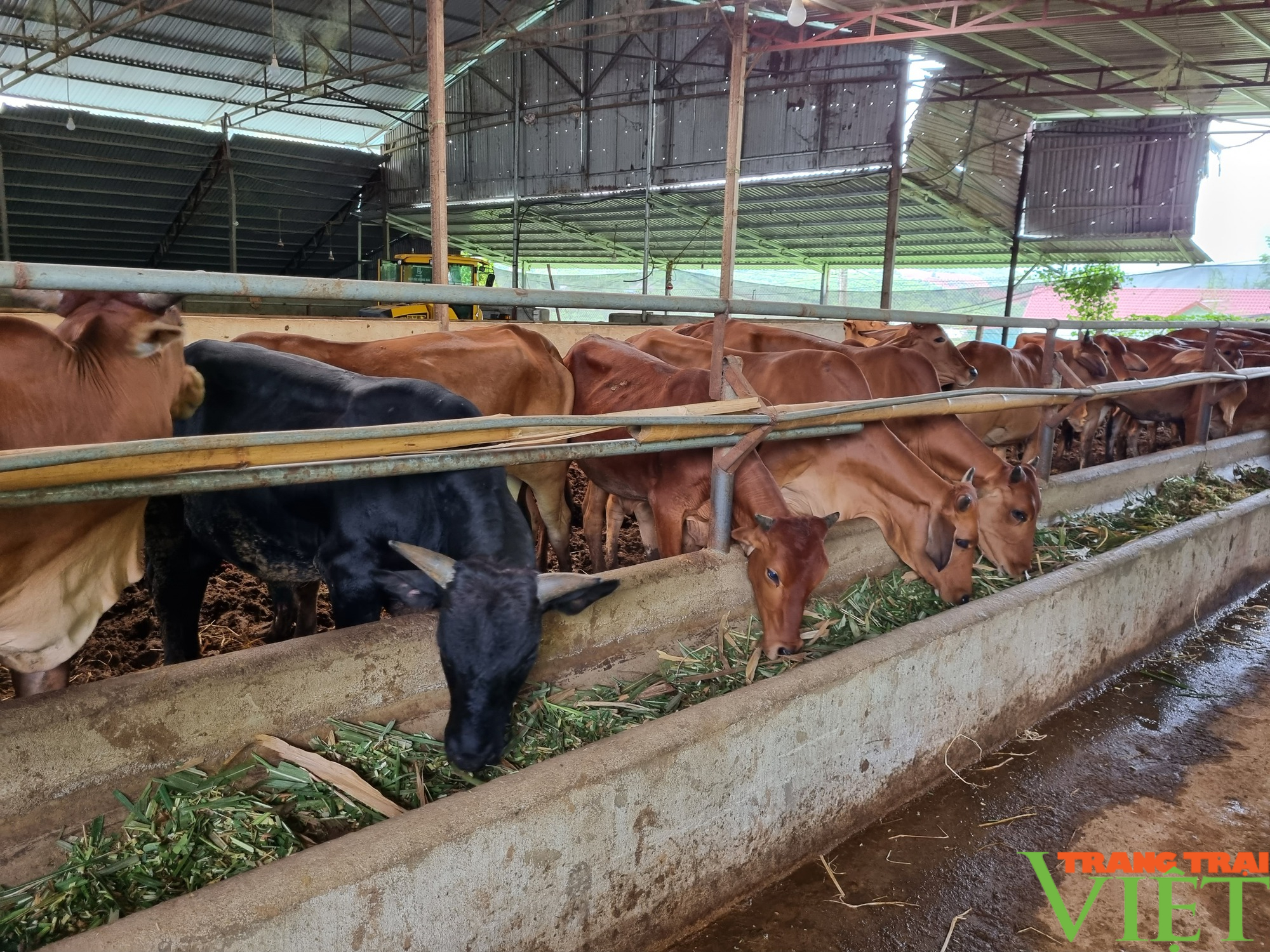 Hiệu quả mô hình nuôi bò sinh sản nhốt chuồng trên đệm lót sinh học ở huyện biên giới Sông Mã - Ảnh 3.