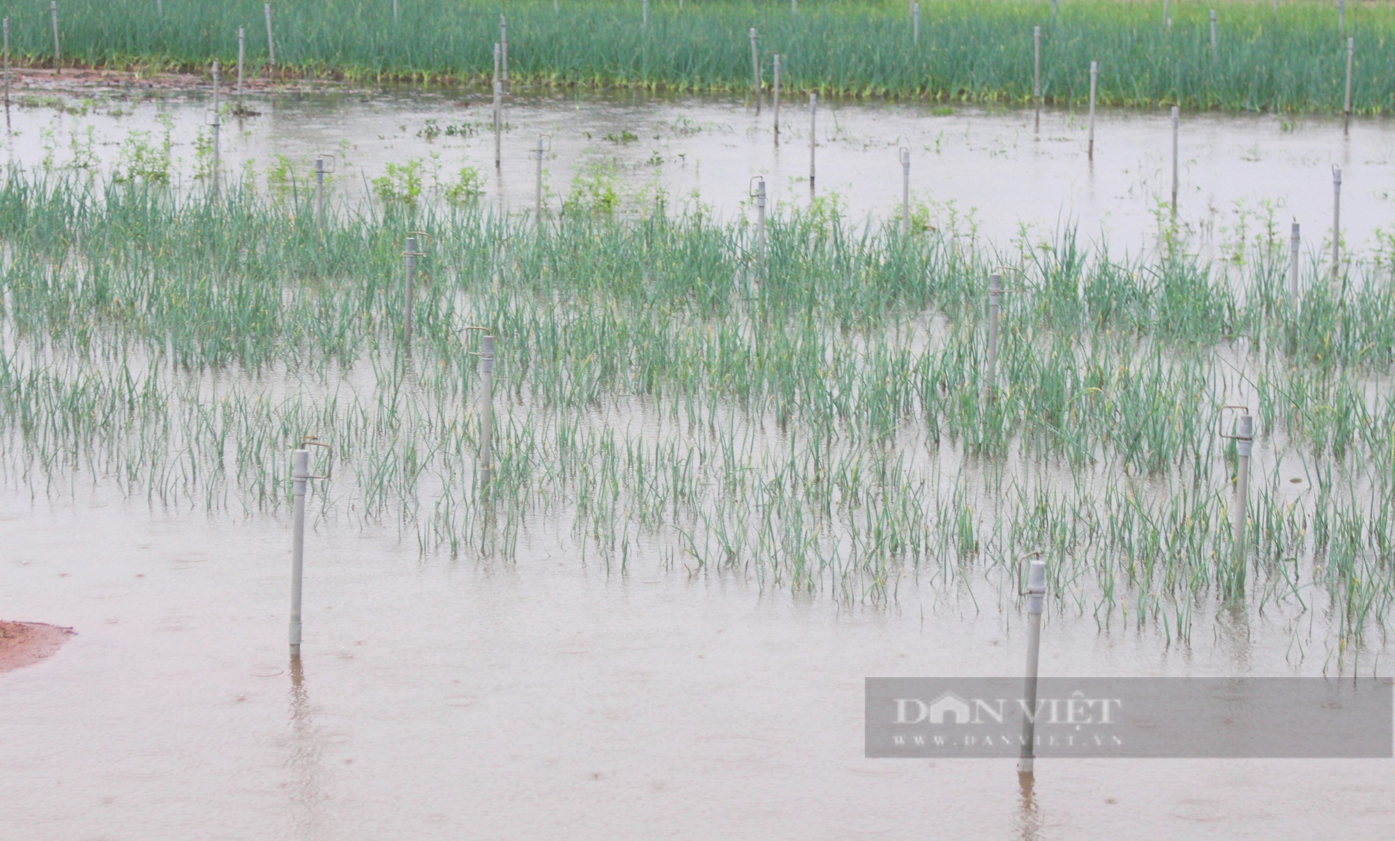 Hành hoa giá đang &quot;lên đỉnh&quot; nông dân chưa kịp &quot;hái tiền&quot; thì mưa lớn &quot;nhấn chìm&quot; tất cả - Ảnh 2.