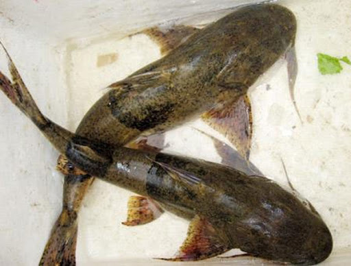 Tuyên Quang: Cho sinh sản thành công loài cá được ví là &quot;ngũ quý hà thuỷ&quot;, có giá nửa triệu đồng/kg - Ảnh 2.