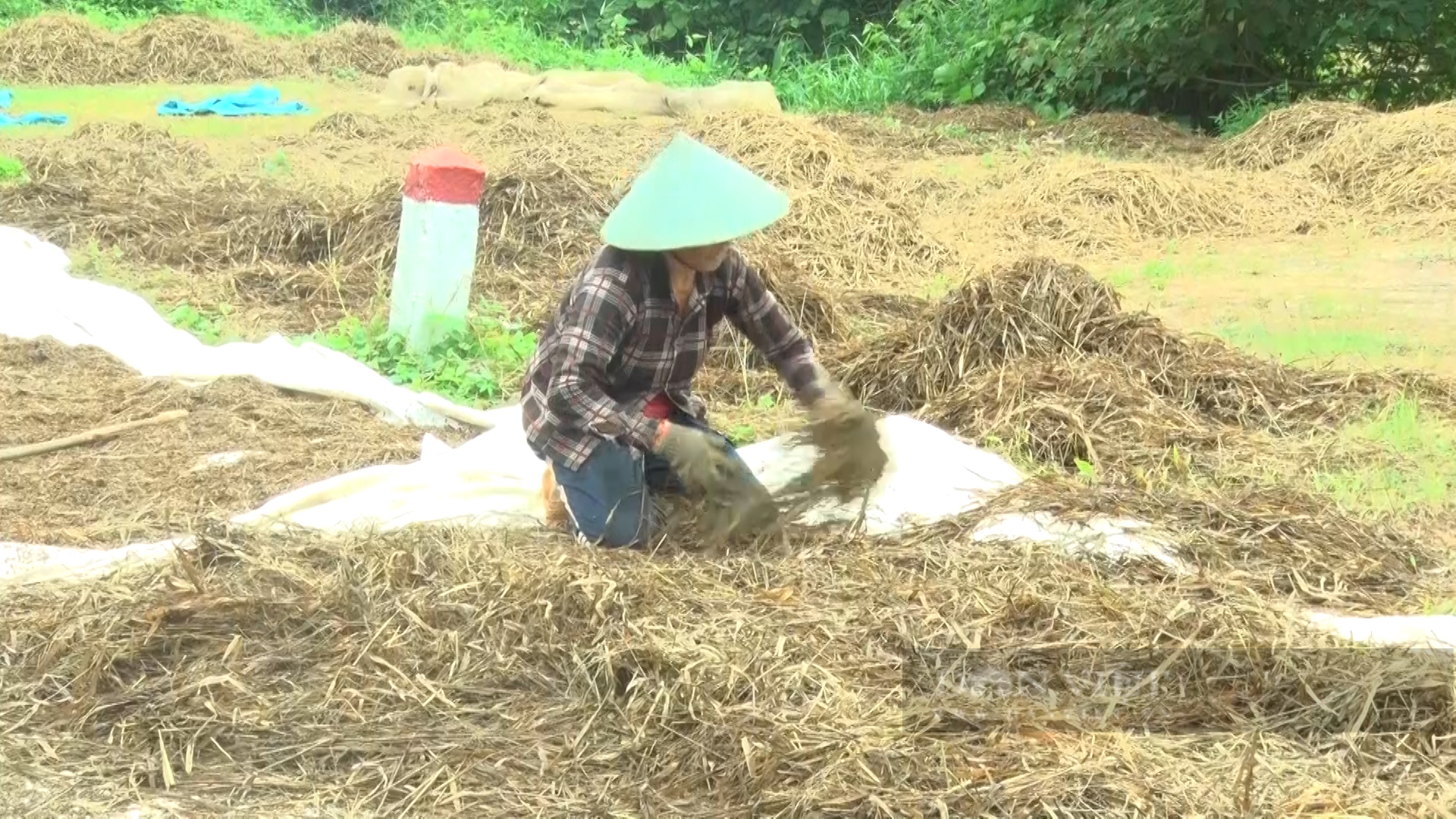Sau lũ, hàng ngàn ha lúa ở Đắk Lắk ngập úng, mất trắng - Ảnh 3.