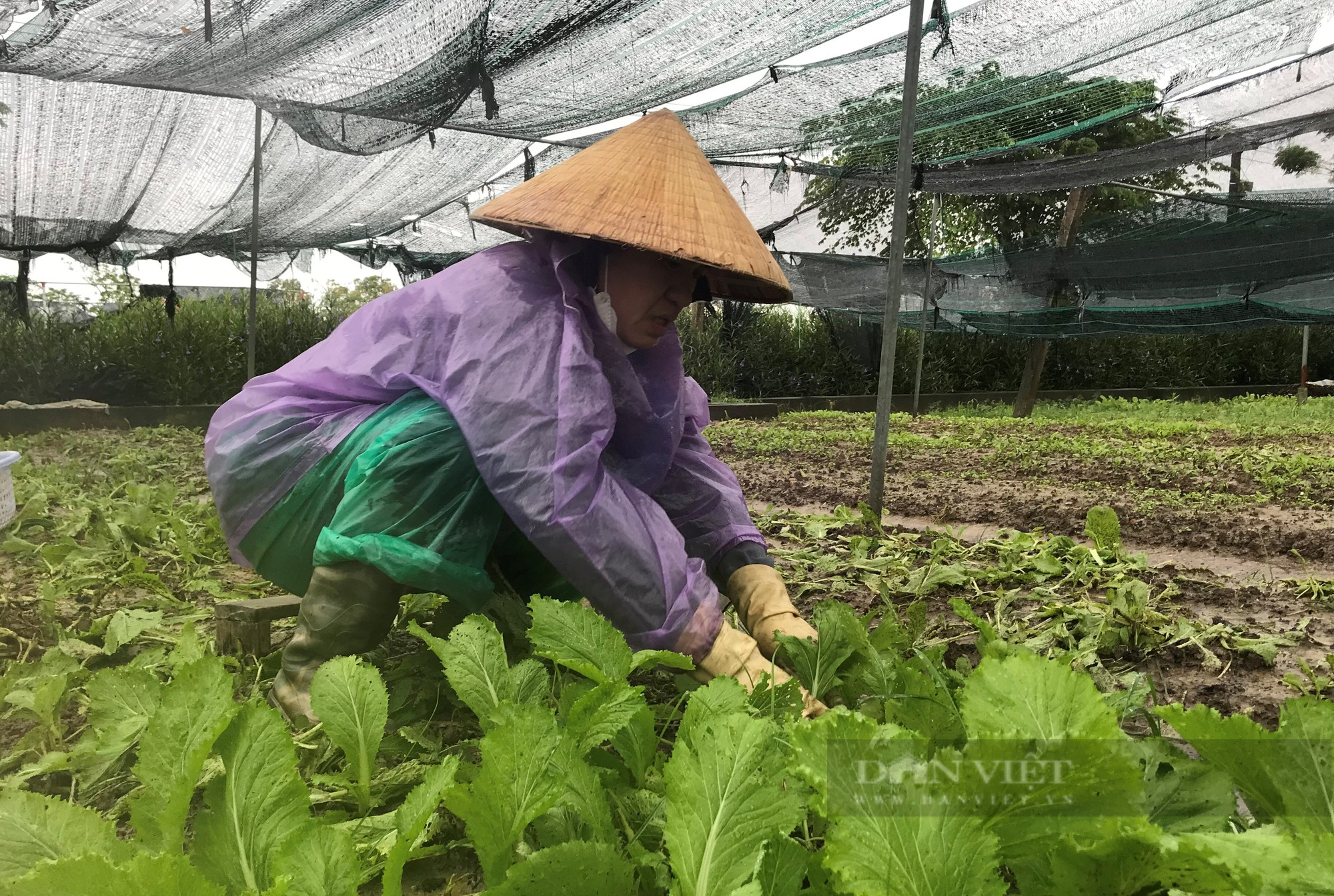 Hành hoa giá đang &quot;lên đỉnh&quot; nông dân chưa kịp &quot;hái tiền&quot; thì mưa lớn &quot;nhấn chìm&quot; tất cả - Ảnh 6.