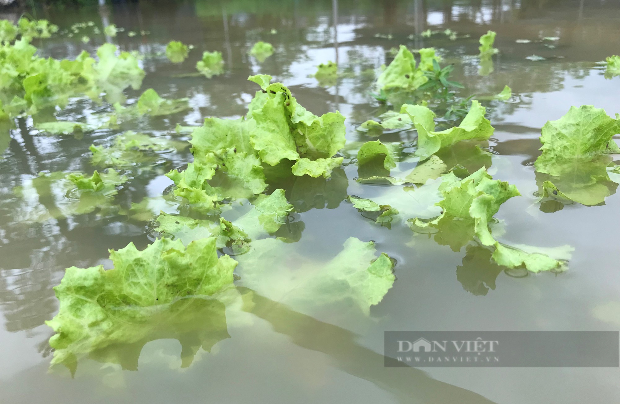 Hành hoa giá đang &quot;lên đỉnh&quot; nông dân chưa kịp &quot;hái tiền&quot; thì mưa lớn &quot;nhấn chìm&quot; tất cả - Ảnh 5.