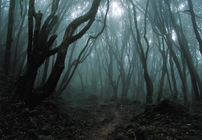 Bên trong khu rừng rộng 295 hecta gây ám ảnh đáng sợ nhất thế giới - Ảnh 3.