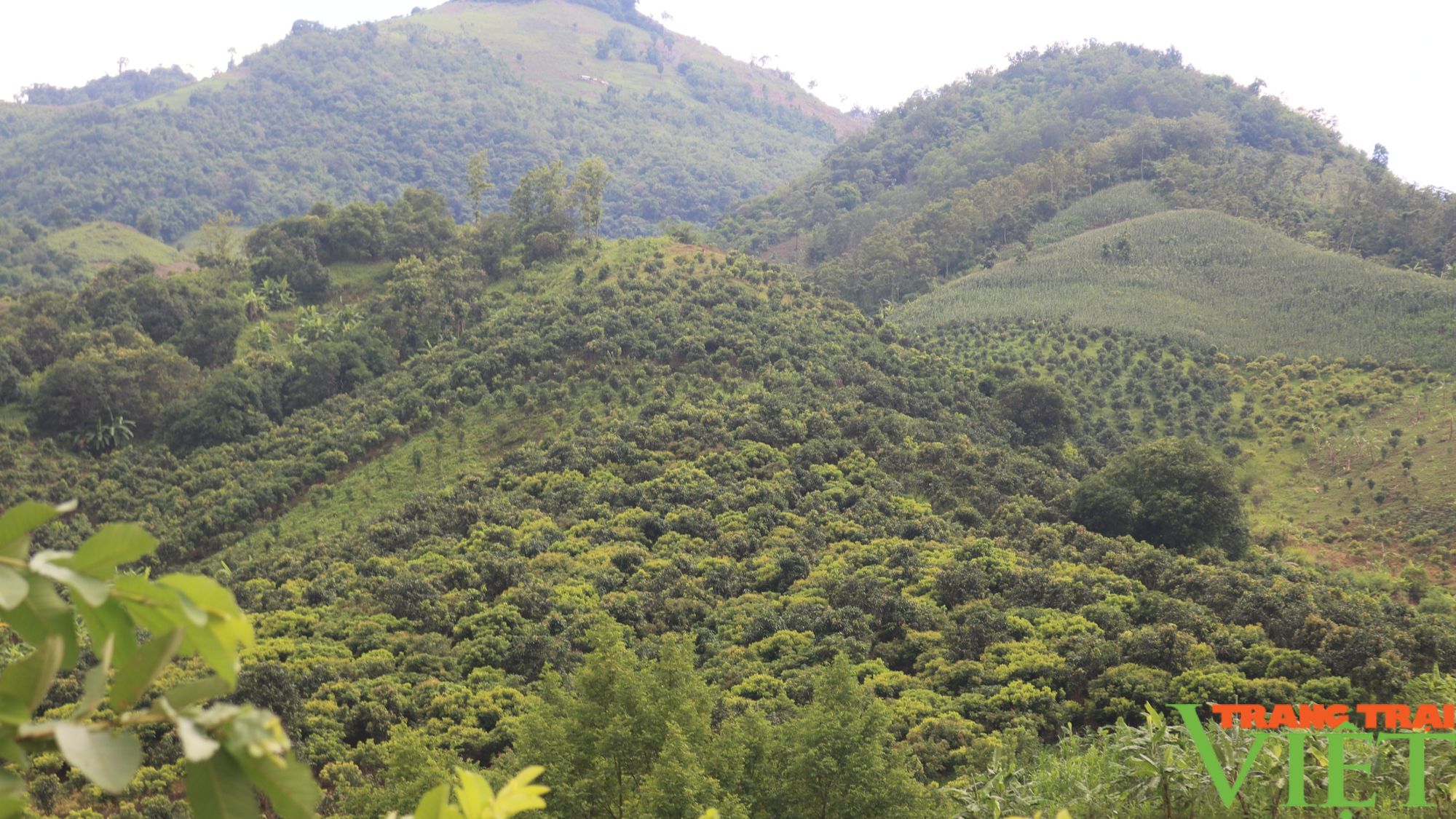 Yên Châu: Đất dốc được phủ xanh bằng cây ăn quả - Ảnh 8.