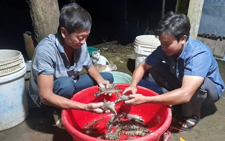 Nuôi tôm sú quảng canh cải tiến 3 giai đoạn ở Cà Mau là nuôi kiểu gì mà hễ bắt lên có người mua ngay?