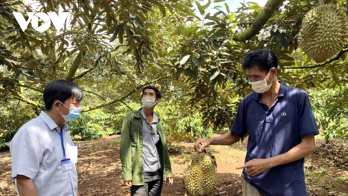 Xuất khẩu sầu riêng sang Trung Quốc cần duy trì tiêu chuẩn đáp ứng - Ảnh 2.