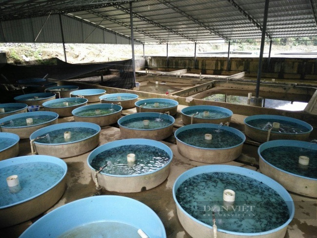 Nữ nông dân giỏi người dân tộc Giáy chia sẻ cách thuần phục loài cá đặc sản thu 1,6 tỷ đồng/năm - Ảnh 4.