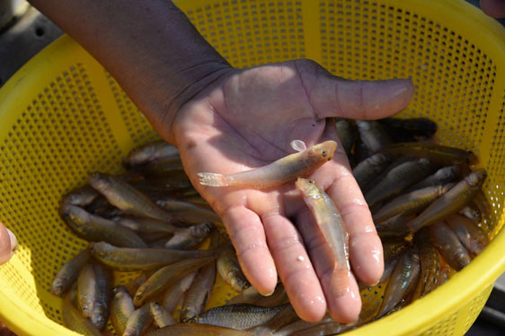 Săn loài cá quý hiếm nhỏ bằng ngón tay, mỗi năm chỉ có duy nhất 1 mùa, xuất hiện nhiều trong thơ ca - Ảnh 4.