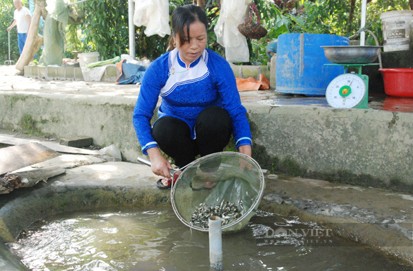 Nữ nông dân giỏi người dân tộc Giáy chia sẻ cách thuần phục loài cá đặc sản thu 1,6 tỷ đồng/năm - Ảnh 3.