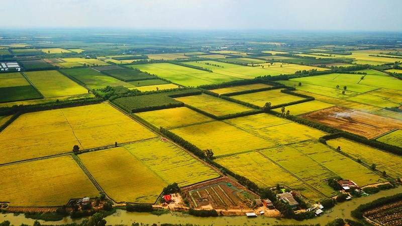Thứ trưởng Trần Thanh Nam: Vùng chuyên canh 1 triệu ha lúa chất lượng cao không chỉ là vấn đề giống - Ảnh 2.