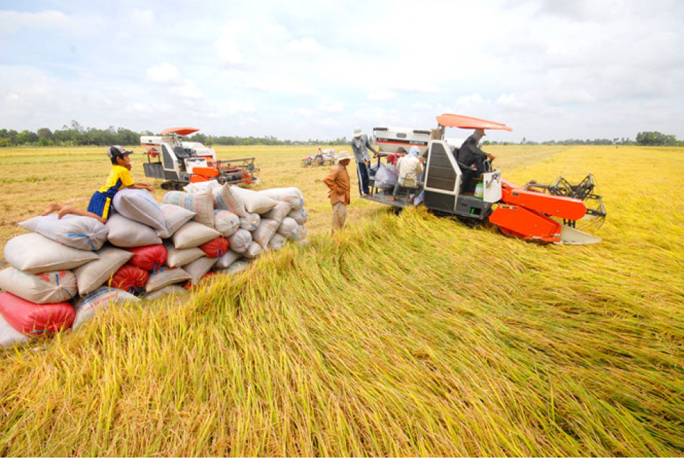 Indonesia dự kiến sẽ phải nhập 500.000 tấn gạo dự trữ quốc gia, cơ hội cho gạo Việt - Ảnh 2.