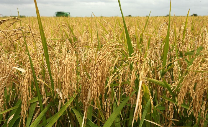 Sản lượng gạo toàn cầu xuống thấp nhất, cơ hội nào cho gạo Việt năm 2023 - Ảnh 1.