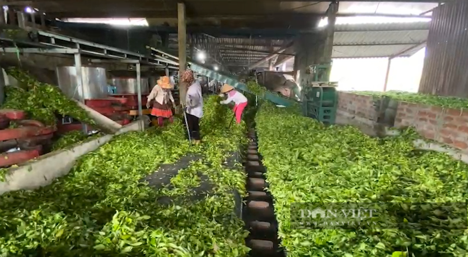 Lão nông tỷ phú ở Lai Châu là người thích trồng chè được bầu chọn là Nông dân Việt Nam xuất sắc 2022 - Ảnh 4.