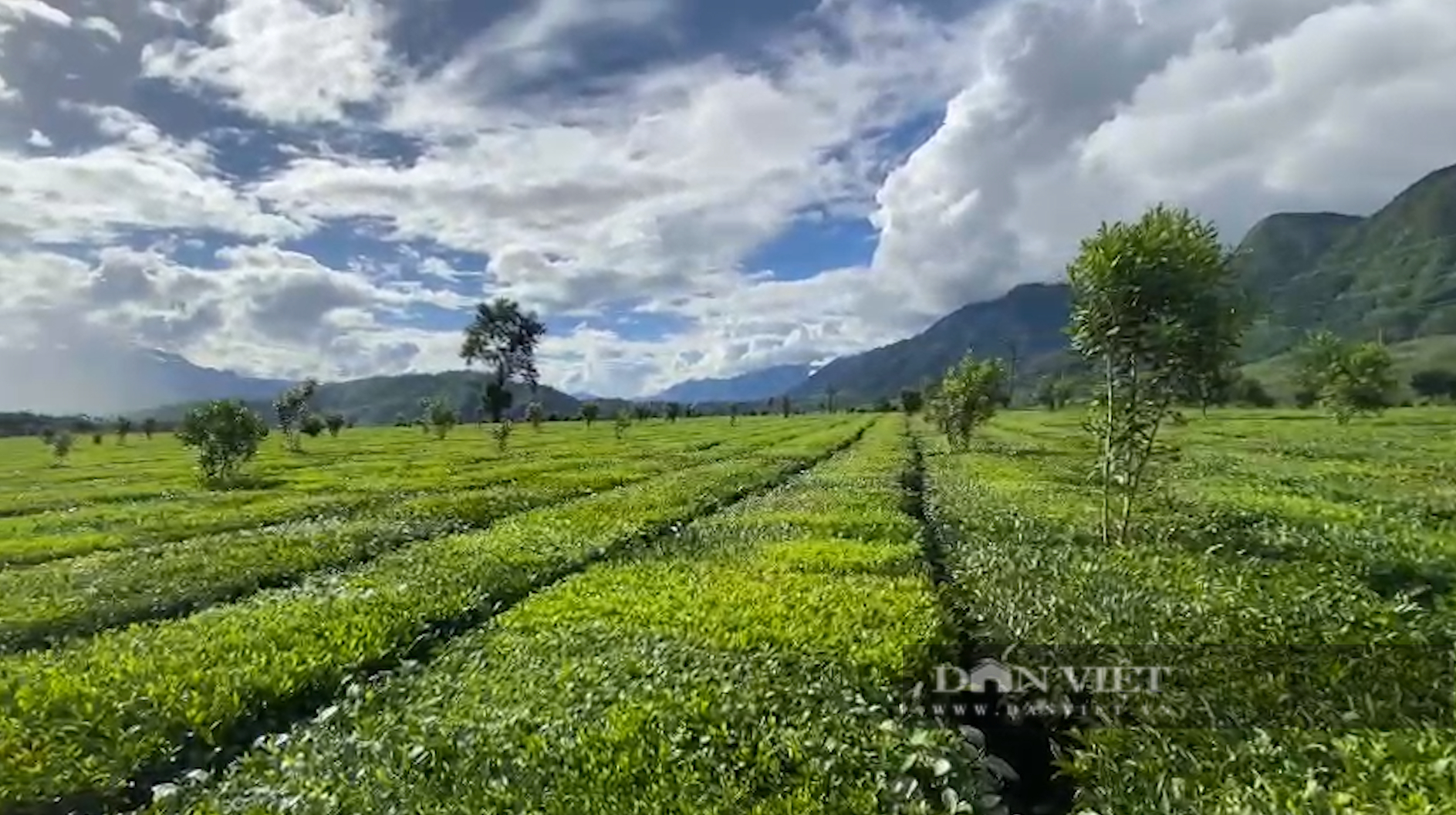 Lão nông tỷ phú ở Lai Châu là người thích trồng chè được bầu chọn là Nông dân Việt Nam xuất sắc 2022 - Ảnh 8.