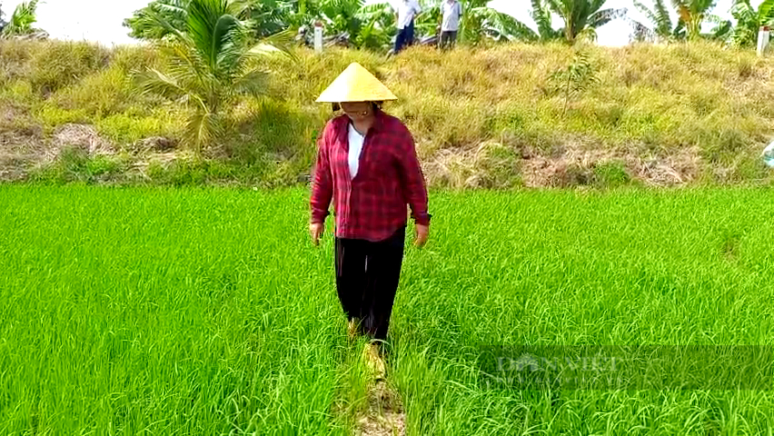 Nữ nông dân vùng biên cơ giới hóa trồng lúa bạt ngàn là Nông dân Việt Nam xuất sắc 2022 - Ảnh 2.