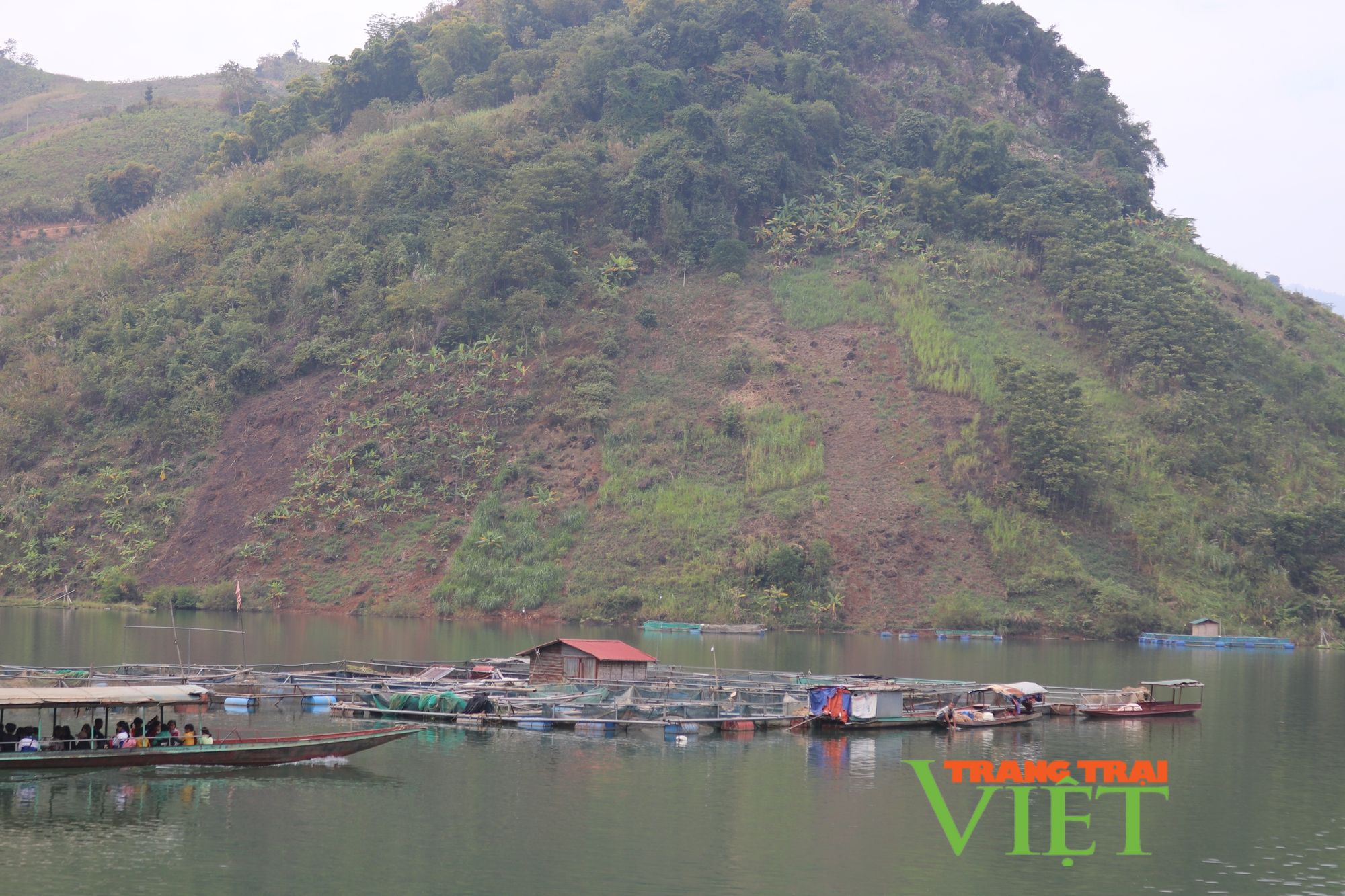 Liên kết phát triển nuôi cá lòng trên vùng lồng hồ thủy điện Sơn La - Ảnh 2.