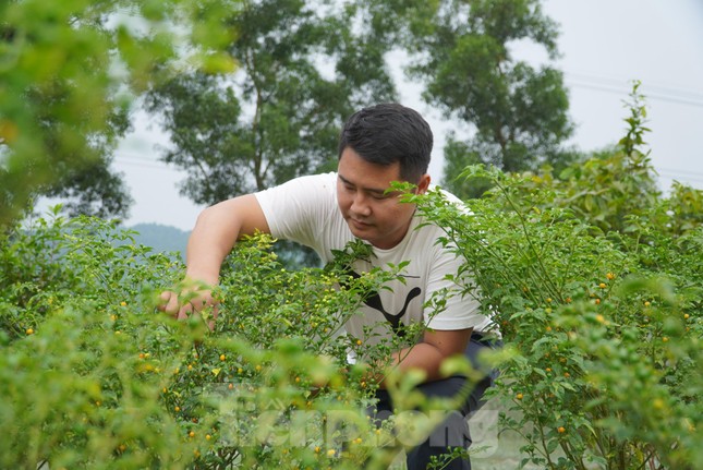 Cận cảnh giống ớt đắt nhất thế giới đem lại thu nhập trăm triệu - Ảnh 3.