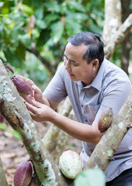 Ông Thành chăm sóc cây ca cao. Ảnh: NVCC