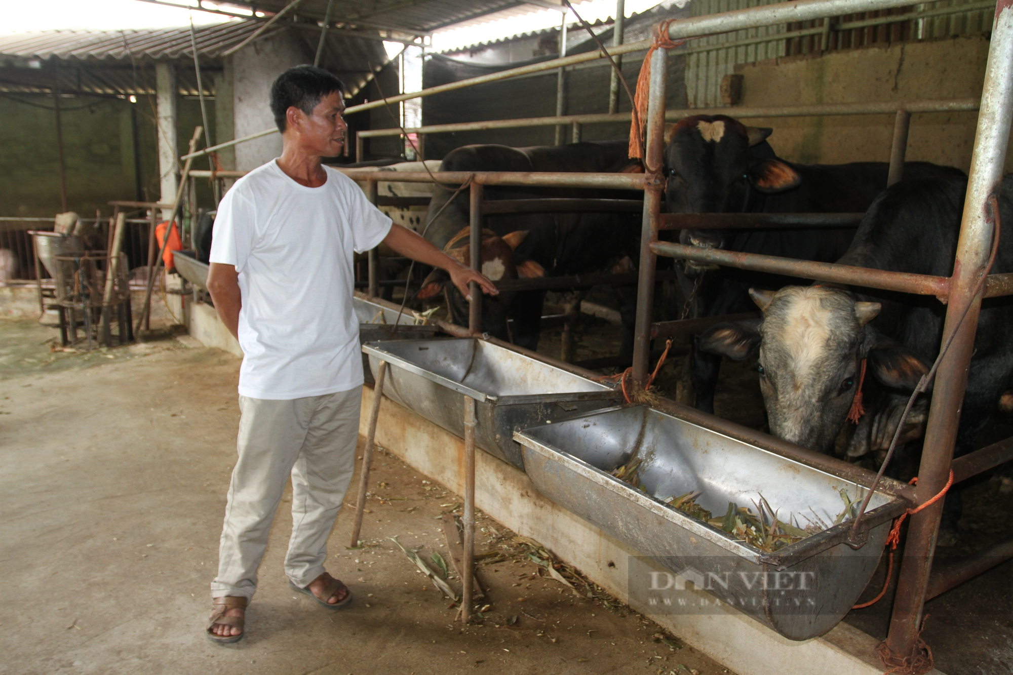 Thái Nguyên: Nhiều hộ phát triển chăn nuôi bò 3B nhờ nguồn vốn vay 500 triệu đồng từ Quỹ hỗ trợ nông dân - Ảnh 3.