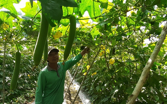 Trồng thứ mướp xào hay nấu canh đều thơm khắp xóm, nông dân Hậu Giang &quot;đút túi&quot; cả triệu đồng/ngày