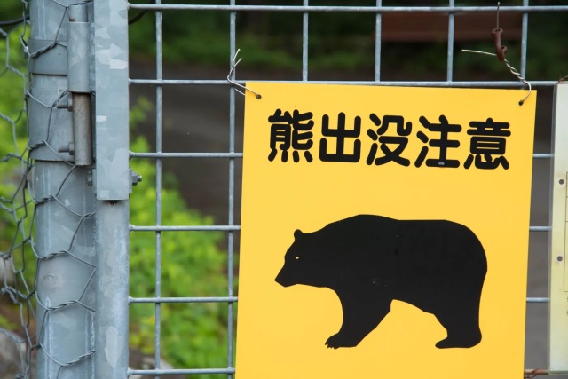 &quot;Gấu Ninja&quot; khổng lồ nổi tiếng vì hành vi kỳ lạ tại Nhật Bản - Ảnh 1.