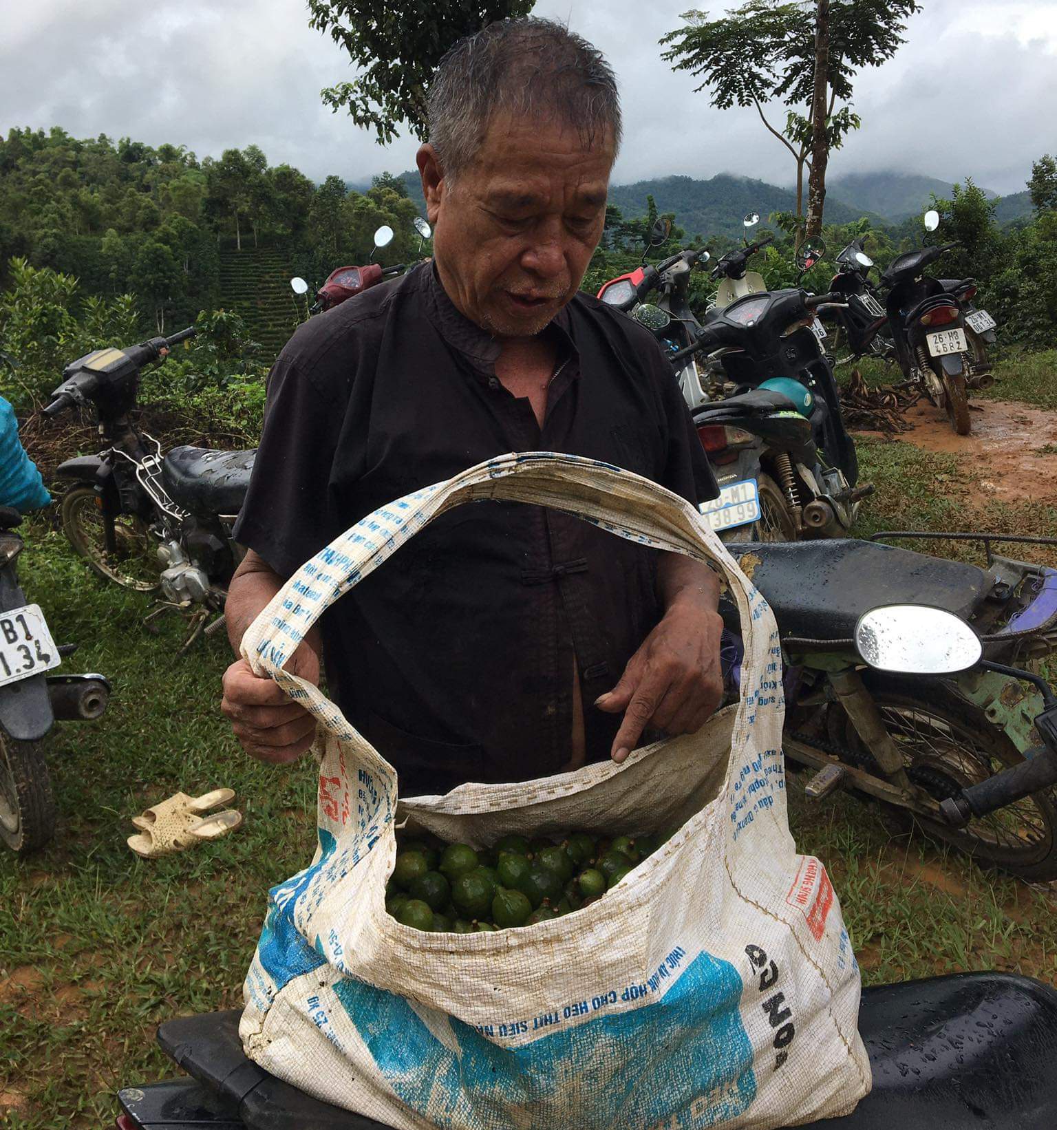 Triển vọng cây mắc ca ở xã vùng cao Sơn La - Ảnh 4.