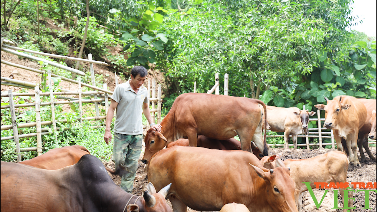 Lão nông người Mường có cuộc sống ấm no từ việc chăn nuôi bò - Ảnh 2.