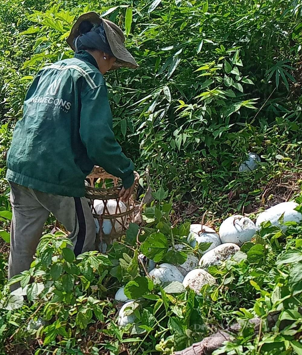 Hàng trăm tấn bí xanh thu hoạch xong nằm lăn lóc không ai mua, nông dân huyện nghèo rớm nước mắt - Ảnh 2.