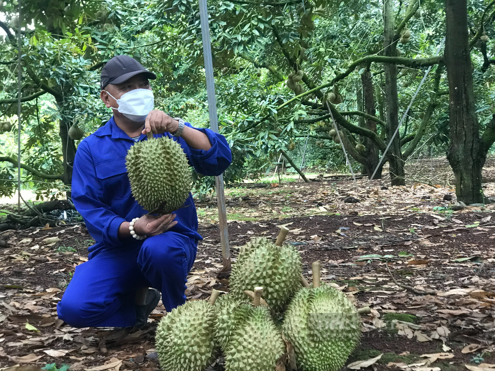 Sầu riêng Đắk Lắk: Sẵn sàng chuyến hàng đầu tiên xuất khẩu chính ngạch sang Trung Quốc - Ảnh 1.