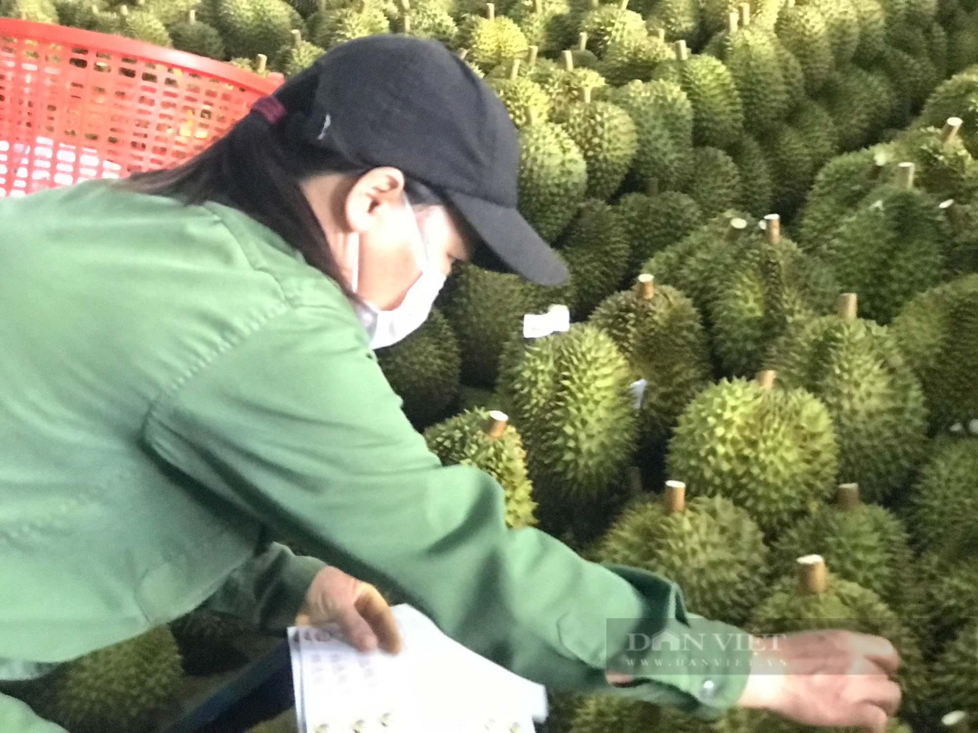 Chưa xuất khẩu, mã vùng trồng của sầu riêng Đắk Lắk đã bị &quot;đánh cắp&quot; - Ảnh 2.