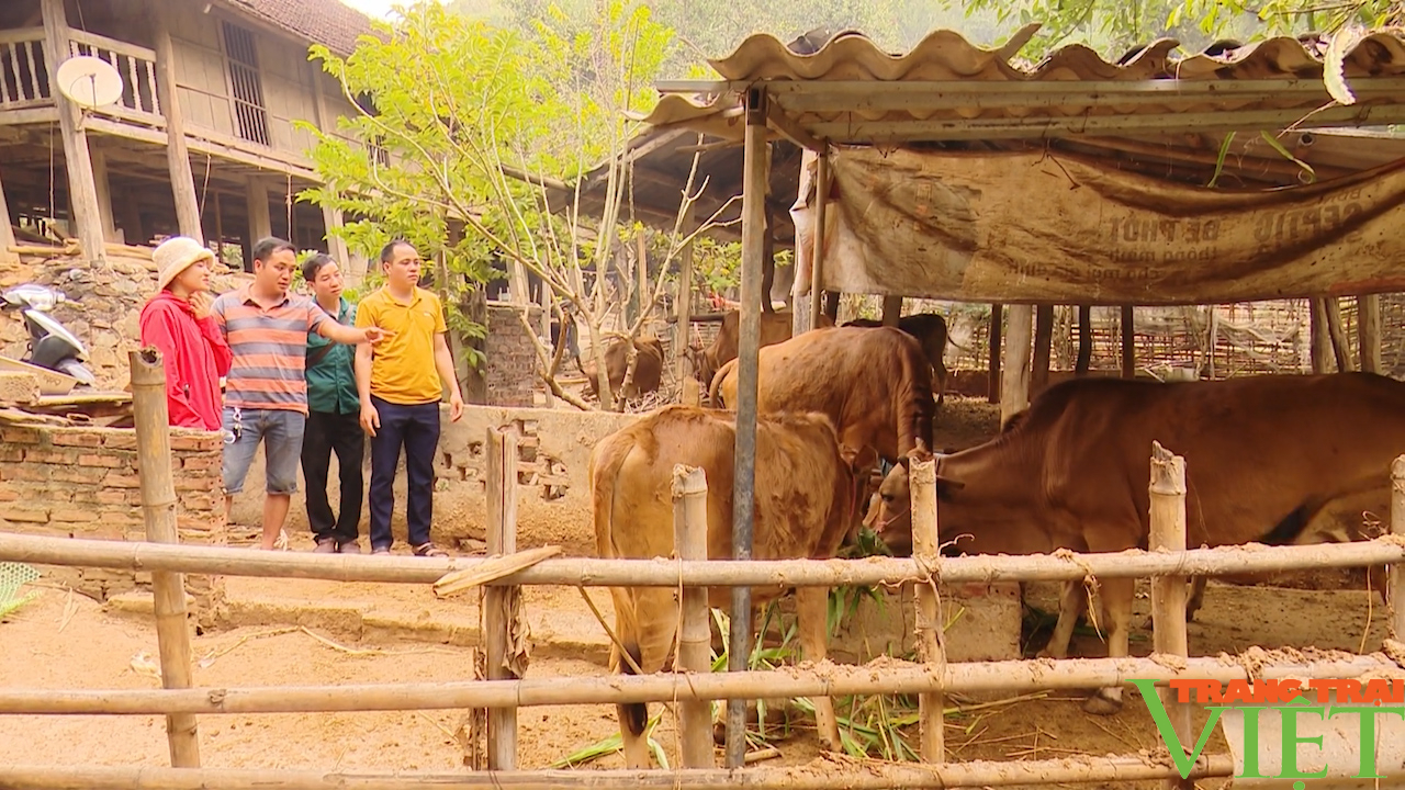 Chăn nuôi gia súc - Cơ hội thoát nghèo cho nông dân vùng cao Bắc Yên - Ảnh 4.