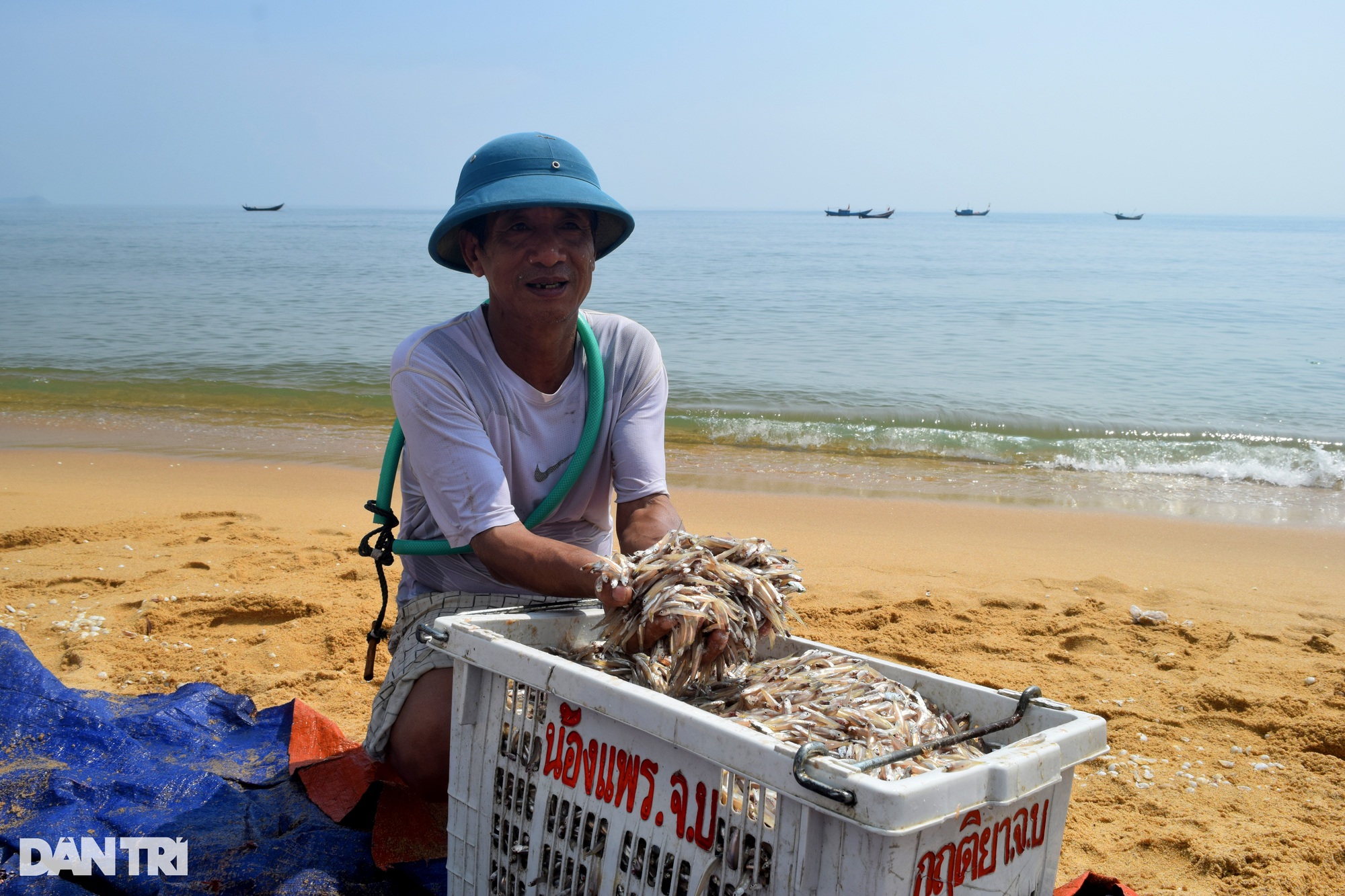 Quảng Bình: Loài cá gần bằng ngón tay giúp ngư dân thu nhập chục triệu mỗi ngày - Ảnh 3.