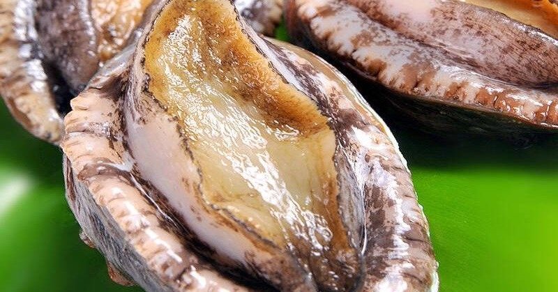 ได้ชื่อเล่นว่า “ทอง” แห่งก้นทะเล อาหารทะเลชั้นยอดนี้ทำให้ผู้ชายตกหลุมรัก: หอยเป๋าฮื้อ