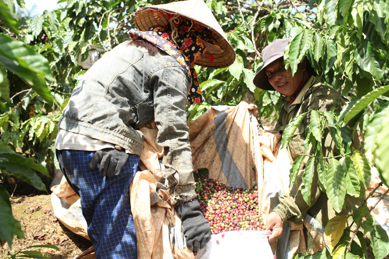 Vườn cà phê ở Lâm Đồng đang kỳ ra trái, nghe dự báo này nông dân hăng hái hẳn lên - Ảnh 1.