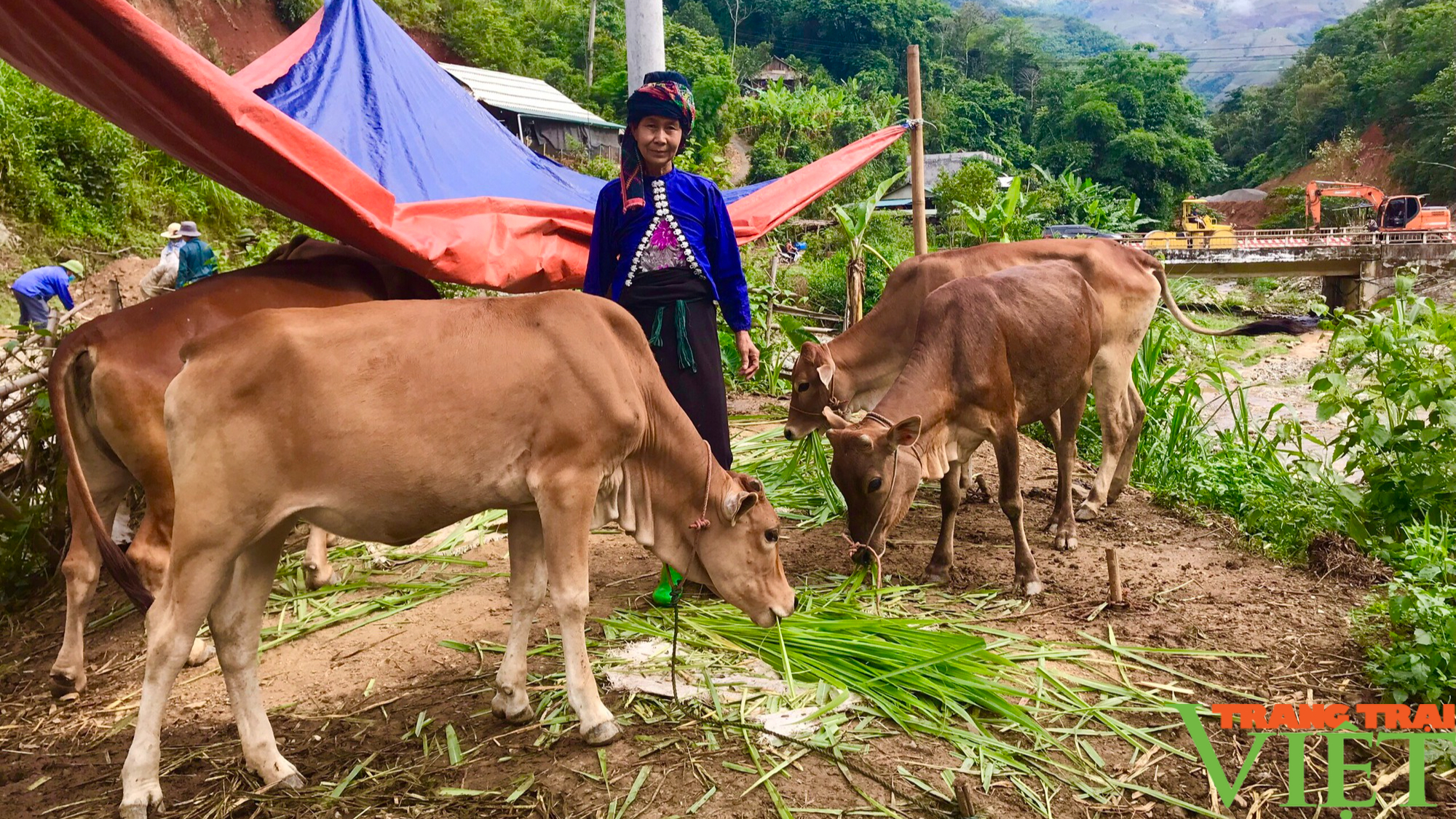 Chăn nuôi gia súc - Cơ hội thoát nghèo cho nông dân vùng cao Bắc Yên - Ảnh 5.