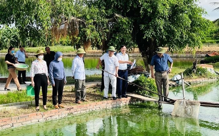 Nuôi cá chạch bùn trong ao, nông dân Hải Dương lãi 119 triệu/ha