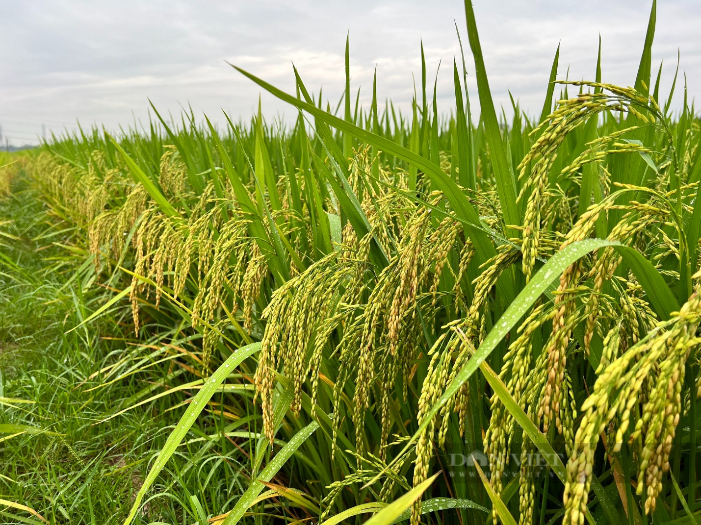Dù thời tiết bất thuận nhưng giống lúa TBR225 có gen kháng bạc lá vẫn cho năng suất cao - Ảnh 4.