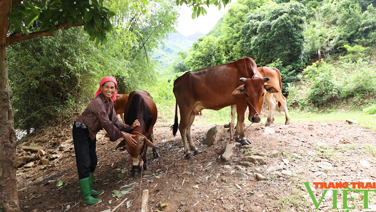 Chăn nuôi gia súc - Cơ hội thoát nghèo cho nông dân vùng cao Bắc Yên - Ảnh 3.