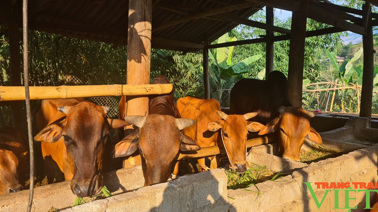 Chăn nuôi gia súc - Cơ hội thoát nghèo cho nông dân vùng cao Bắc Yên - Ảnh 6.