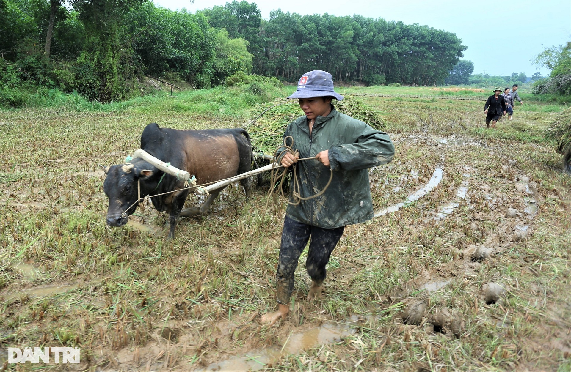 Cách thu hoạch lúa độc đáo ở nơi máy gặt đập cũng phải &quot;chào thua&quot; - Ảnh 10.