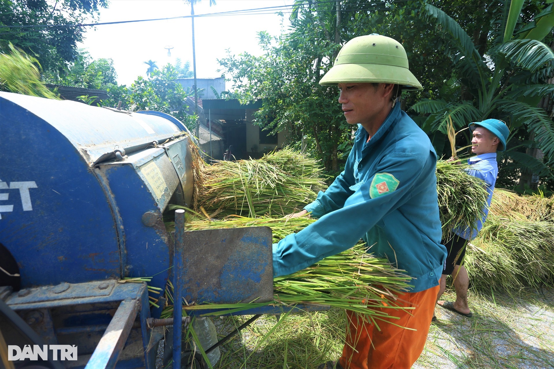 Cách thu hoạch lúa độc đáo ở nơi máy gặt đập cũng phải &quot;chào thua&quot; - Ảnh 11.