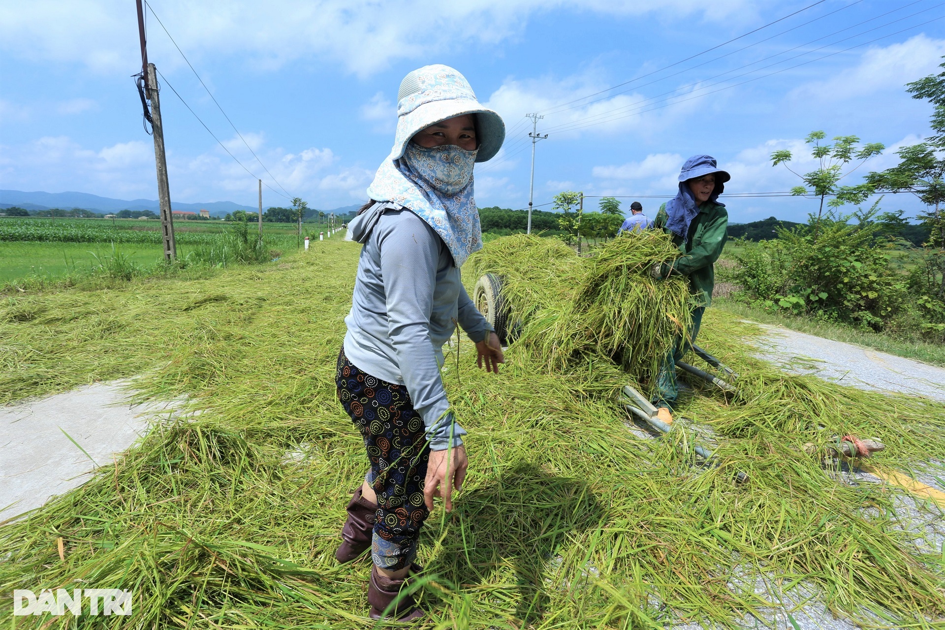 Cách thu hoạch lúa độc đáo ở nơi máy gặt đập cũng phải &quot;chào thua&quot; - Ảnh 12.