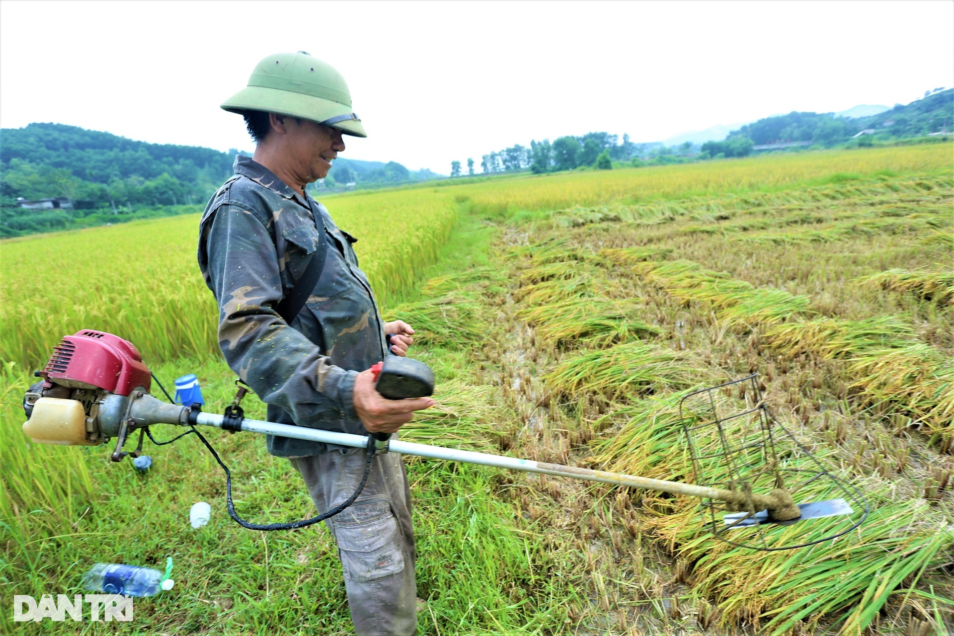 Cách thu hoạch lúa độc đáo ở nơi máy gặt đập cũng phải &quot;chào thua&quot; - Ảnh 3.